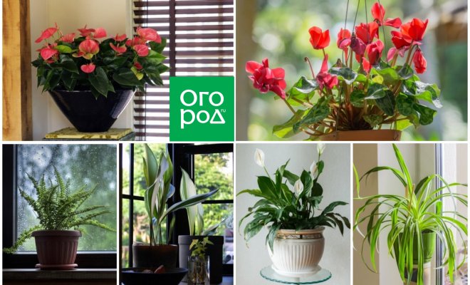 Топ-5 комнатных растений для привлечения удачи: 5 домашних растений, которые стоит иметь дома